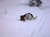 Bunny und MV Frida genießen den Schnee: Image