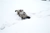 Bunny and MV Frida enjoying the snow: Image