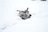 Bunny and MV Frida enjoying the snow: Image