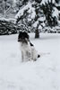 Bunny und MV Frida genießen den Schnee: Image