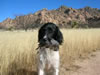 Ellie: auf der Vogeljagd in Arizona Jan. 2011